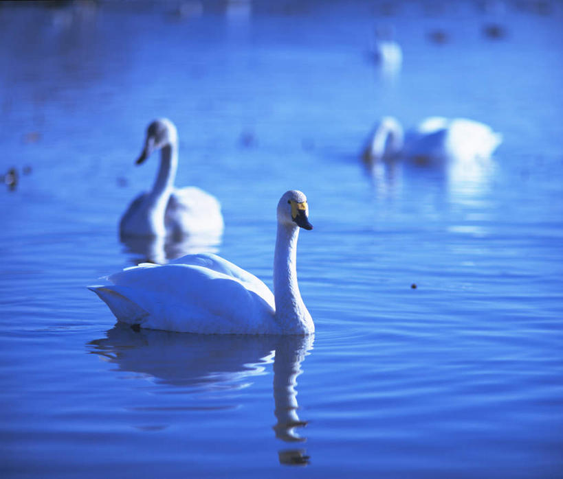 游泳,无人,横图,俯视,室外,白天,河流,美景,水,鸟,野生动物,天鹅,四只,波纹,朦胧,模糊,鸟类,河水,景观,水流,涟漪,停留,白色,水纹,自然,动物,波浪,景色,可爱,自然风光,水晕,鹄,彩图,高角度拍摄,全身