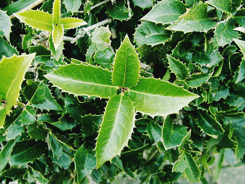 无人,横图,俯视,室外,特写,白天,美景,叶子,一堆,许多,堆叠,堆积,景观,绿叶,冬青树,树叶,绿色,自然,嫩叶,景色,堆,自然风光,叶,叶片,彩图,高角度拍摄