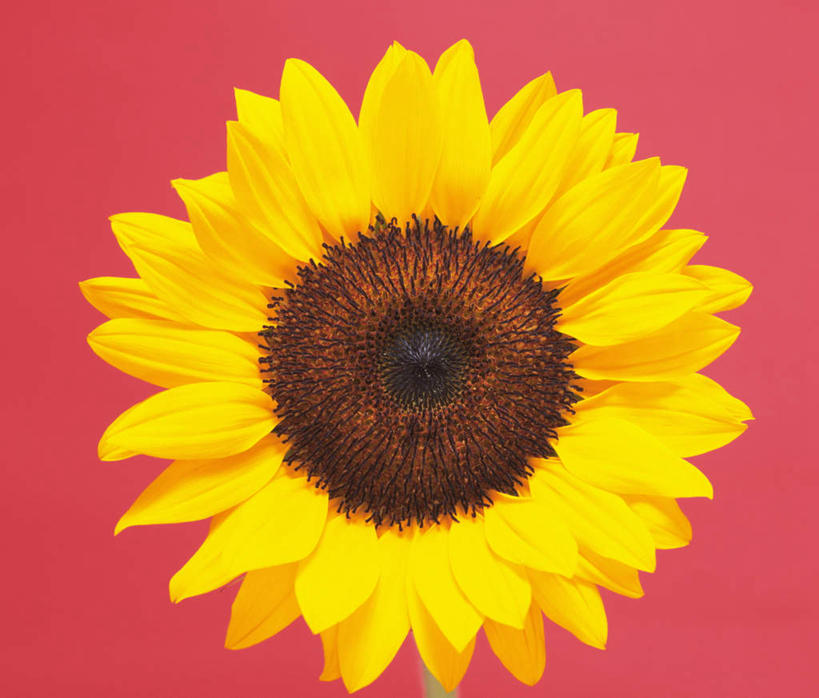 无人,横图,室内,特写,白天,正面,植物,向日葵,红色背景,花蕾,花瓣,花朵,花卉,鲜花,一朵,黄色,花苞,摄影,影棚,朝阳花,葵花,望日莲,向阳花,转日莲,彩图,影棚拍摄,拍摄