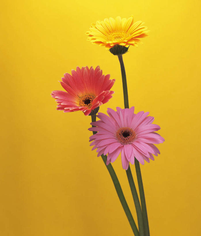 无人,竖图,室内,特写,白天,正面,三朵,黄色背景,盛开,非洲菊,花蕾,花,花瓣,花朵,鲜花,花苞,花蕊,菊花,摄影,影棚,扶郎花,灯盏花,千日菊,彩图,影棚拍摄,拍摄