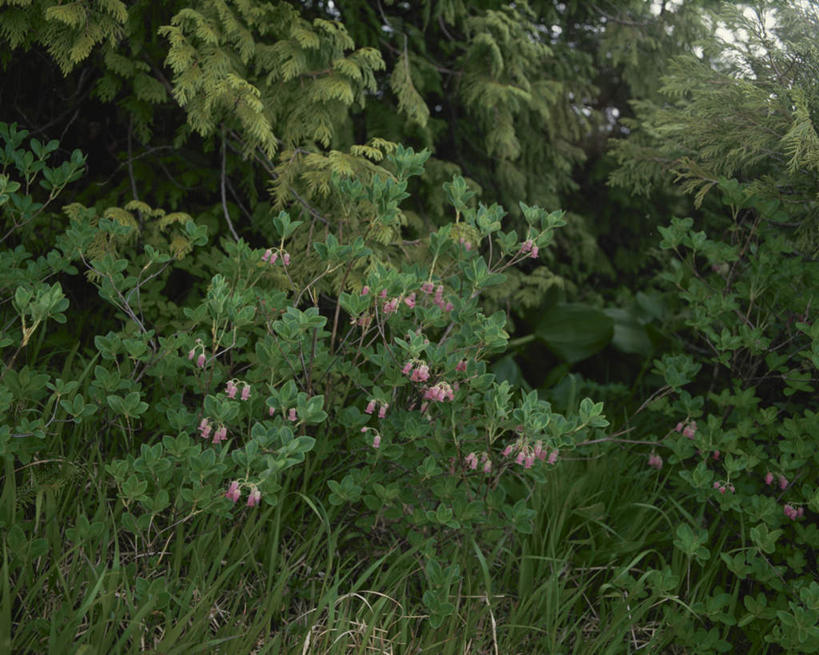 无人,公园,横图,室外,白天,正面,旅游,度假,美景,植物,叶子,日光,日本,亚洲,许多,阴影,盛开,光线,影子,景观,绿叶,娱乐,花,花瓣,花朵,花卉,鲜花,阳光,自然,花蕊,享受,休闲,嫩叶,景色,放松,恋爱,一串红,自然风光,东亚,本州,关东地方,本州岛,日本国,栃木,栃木县,群马,群马县,福岛,福岛县,爆仗红,日光市,炮仗红,日光国立公园,叶,叶片,彩图