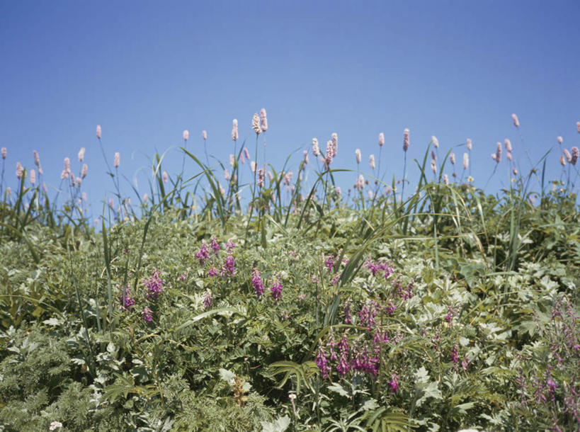 无人,横图,室外,白天,仰视,旅游,度假,美景,植物,叶子,许多,盛开,景观,云,云朵,绿叶,云彩,娱乐,花,花瓣,花朵,花卉,鲜花,蓝色,白云,蓝天,天空,自然,天,花蕊,享受,休闲,嫩叶,景色,放松,恋爱,晴朗,一串红,自然风光,爆仗红,炮仗红,叶,叶片,晴空,彩图,低角度拍摄