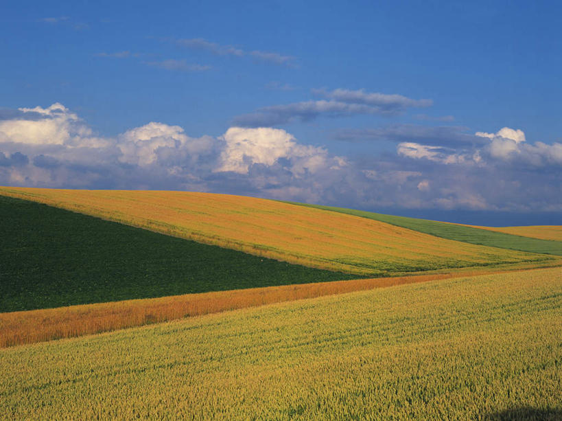 无人,农田,横图,俯视,室外,白天,旅游,度假,农业,庄稼,农作物,草地,草坪,美景,植物,稻田,景观,田野,云,云朵,谷物,水稻,云彩,娱乐,稻,草,黄色,蓝色,绿色,白云,蓝天,天空,自然,天,享受,休闲,景色,放松,晴朗,自然风光,开阔,晴空,彩图,高角度拍摄,耕地,庄稼田