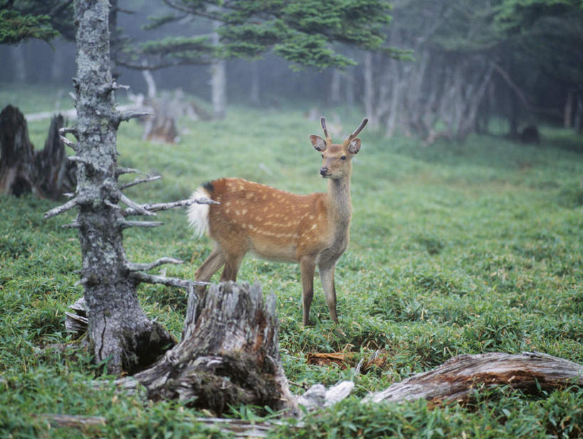 无人,站,横图,室外,白天,侧面,旅游,度假,草地,草坪,美景,树林,植物,鹿,野生动物,许多,景观,扭头,注视,娱乐,草,树,树木,绿色,自然,动物,看,站着,转头,享受,休闲,景色,放松,可爱,活泼,生长,成长,观看,关注,自然风光,花鹿,梅花鹿,站立,彩图,全身