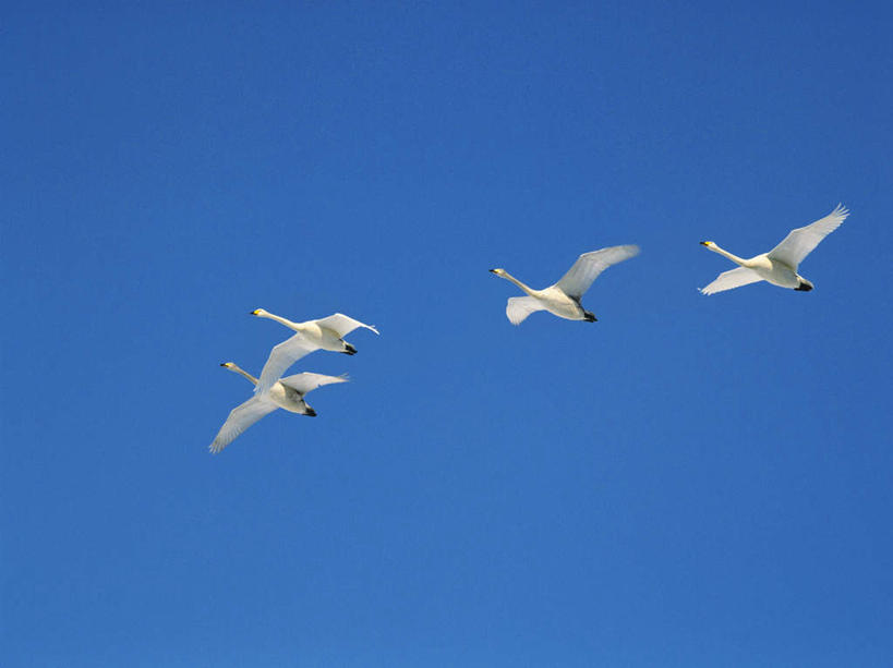 无人,横图,室外,特写,白天,仰视,美景,鸟,一排,许多,飞翔,伸展,张开,展翅,整齐,翅膀,鸟类,景观,飞,排列,蓝色,白色,蓝天,天空,自然,天,景色,晴朗,雁,队列,自然风光,张开翅膀,万里无云,展开翅膀,晴空,晴空万里,彩图,低角度拍摄,全身