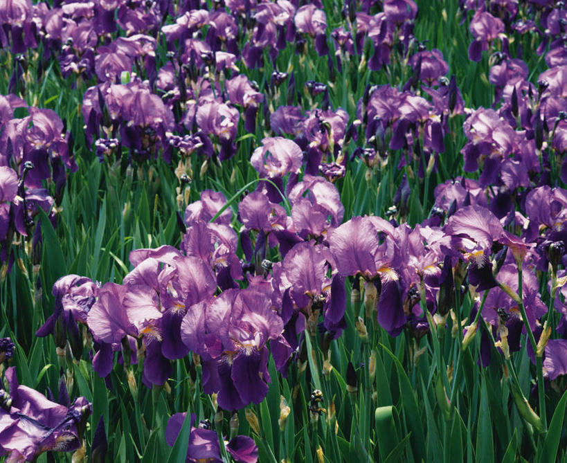 虹膜,无人,横图,俯视,室外,白天,美景,植物,叶子,长野县,日本,亚洲,许多,盛开,景观,绿叶,草药,中药,花,花瓣,花朵,花卉,鲜花,自然,花蕊,嫩叶,景色,鸢尾,自然风光,药材,中草药,东亚,中药材,本草,本州,本州岛,日本国,中部地方,长野,紫蝴蝶,蓝蝴蝶,乌鸢,扁竹花,叶,叶片,彩图,高角度拍摄