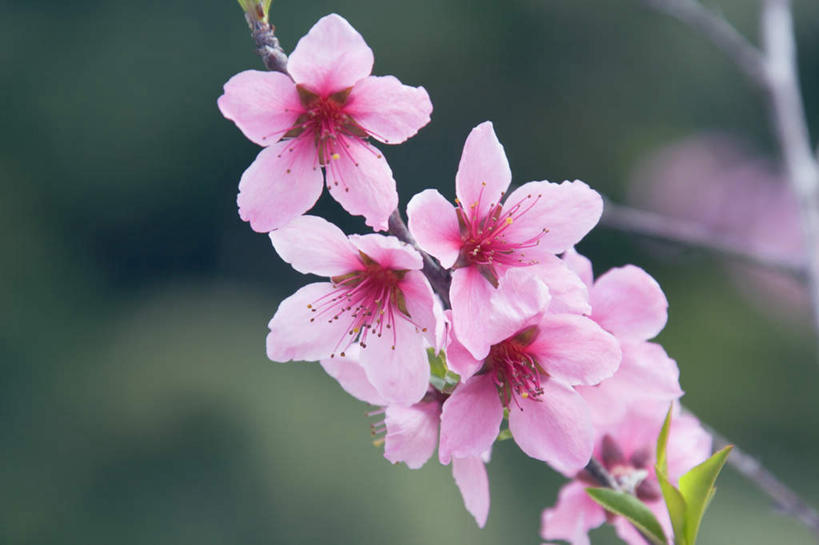 无人,横图,俯视,室外,特写,白天,爱情,美景,桃花,阴影,朦胧,模糊,盛开,光线,影子,景观,纸条,花蕾,花,花瓣,花朵,鲜花,紫色,阳光,自然,花苞,花蕊,景色,俘虏,自然风光,彩图,高角度拍摄