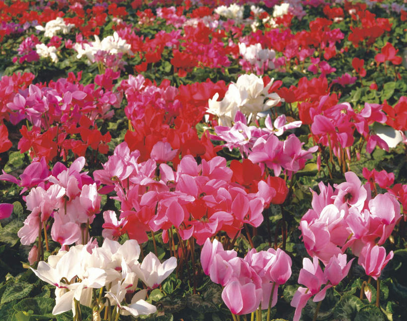 无人,花园,横图,俯视,室外,白天,草地,草坪,花海,花圃,美景,植物,叶子,许多,盛开,景观,绿叶,花蕾,草,花,花瓣,花朵,花卉,鲜花,红色,绿色,白色,自然,花丛,花田,花苞,花蕊,嫩叶,景色,生长,成长,仙客来,自然风光,萝卜海棠,兔耳花,兔子花,一品冠,篝火花,翻瓣莲,叶,叶片,小花园,彩图,高角度拍摄