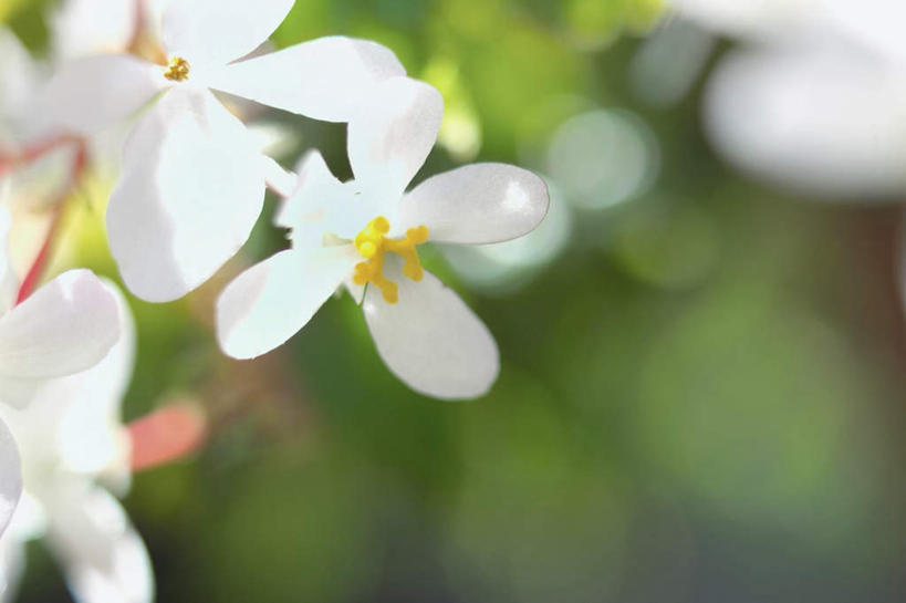 无人,横图,俯视,室外,特写,白天,美景,树林,植物,海棠花,许多,阴影,朦胧,模糊,盛开,光线,影子,景观,海棠,花,花瓣,花朵,花卉,鲜花,树,树木,绿色,白色,阳光,自然,花蕊,景色,自信,生长,成长,呵护,秋海棠,自然风光,八月春,解语花,相思草,岩丸子,彩图,高角度拍摄