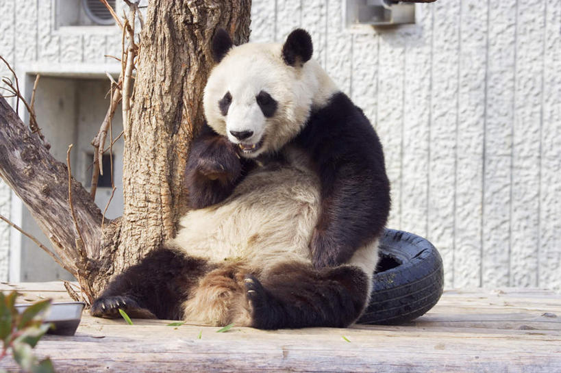 无人,家,坐,横图,室外,白天,正面,植物,野生动物,熊猫,房屋,屋子,注视,楼房,住宅,树,树干,树木,一只,绿色,自然,动物,观察,看,可爱,活泼,生长,成长,观看,察看,关注,大熊猫,猫熊,坐着,彩图,全身,房子