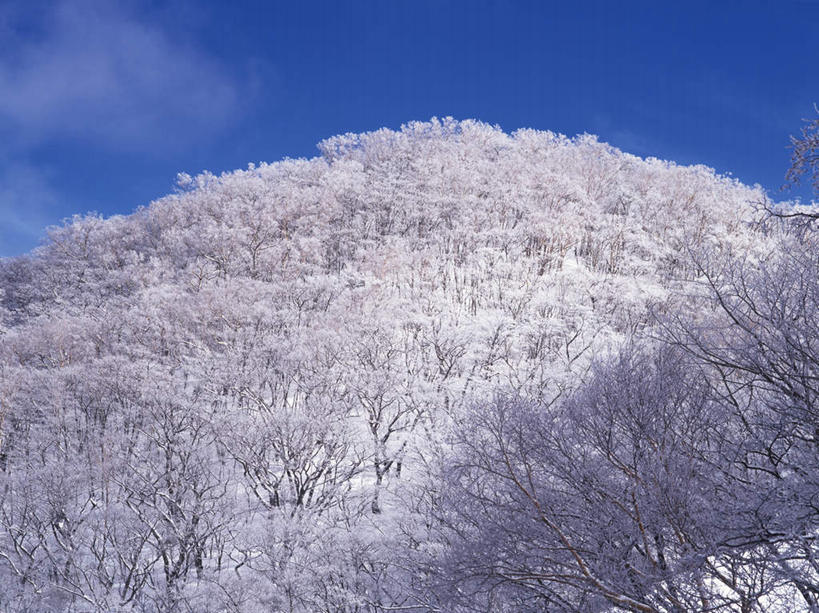 无人,横图,室外,白天,仰视,旅游,度假,幸福,纯洁,美景,雪,植物,大雪,樱花,盛开,积雪,景观,雪景,云,云朵,冬季,冬天,花蕾,云彩,娱乐,花,花瓣,花朵,鲜花,树,树木,粉色,蓝色,绿色,白云,蓝天,天空,自然,天,花苞,花蕊,享受,休闲,景色,放松,寒冷,生长,晴朗,成长,等待,生命,自然风光,仙樱花,福岛樱,青肤樱,高尚,严寒,热烈,晴空,荆桃,彩图,低角度拍摄