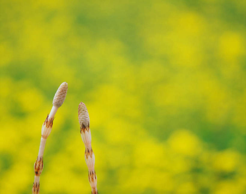 无人,横图,室外,特写,白天,正面,旅游,度假,草地,草坪,美景,植物,朦胧,模糊,景观,娱乐,草,两个,黄色,绿色,自然,享受,休闲,景色,放松,自然风光,问荆,接续草,公母草,搂接草,空心草,马蜂草,猪鬃草,黄蚂草,节节草,接骨草,彩图