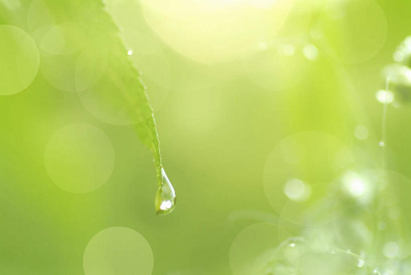 无人,横图,室内,特写,白天,正面,旅游,度假,美景,叶子,阴影,朦胧,模糊,光线,影子,景观,水滴,绿叶,娱乐,水珠,阳光,自然,享受,休闲,嫩叶,景色,放松,自然风光,叶,叶片,彩图