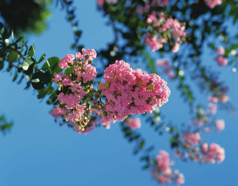 无人,横图,室外,特写,白天,仰视,美景,树林,植物,日本,亚洲,阴影,朦胧,模糊,盛开,光线,影子,景观,花蕾,花,花瓣,花朵,鲜花,树,树木,粉色,蓝色,绿色,蓝天,天空,阳光,自然,天,花苞,花蕊,景色,生长,成长,自然风光,东亚,本州,本州岛,日本国,石川,石川县,中部地方,彩图,低角度拍摄