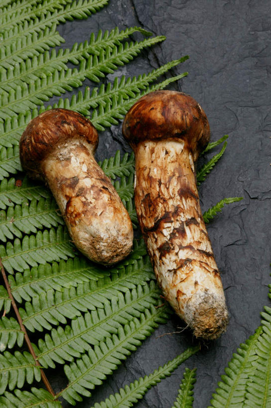 无人,竖图,俯视,室外,特写,白天,石头,植物,蔬菜,叶子,新鲜,石子,菌菇,蘑菇,食品,绿叶,松茸,草药,药草,蕨菜,菌类,松蕈,中药,食物,两个,嫩叶,食用菌,摄影,有机食品,绿色食品,影棚,蕨类,药材,中草药,中药材,本草,大花菌,剥皮菌,菌中之王,山珍,松菇,松菌,松口蘑,裕茂萝,叶,叶片,石块,岩石,彩图,高角度拍摄,影棚拍摄,拍摄