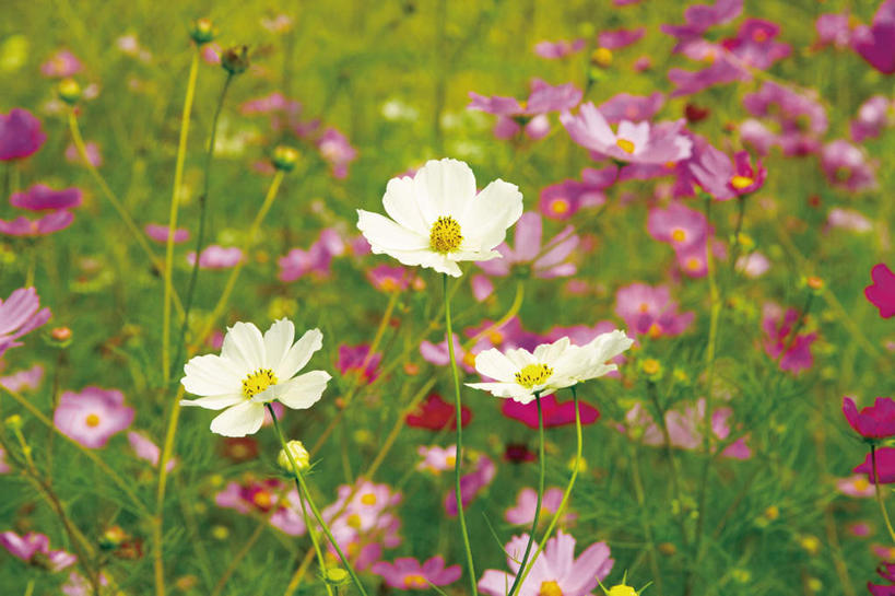 无人,横图,俯视,室外,白天,爱情,自由,幸福,花海,花圃,美景,植物,叶子,许多,盛开,景观,波斯菊,绿叶,花蕾,花,花瓣,花朵,花卉,鲜花,绿色,紫色,白色,自然,花丛,花田,花苞,花蕊,清洁,嫩叶,菊花,景色,大波斯菊,生长,成长,吉祥,自然风光,高洁,秋英,长寿,格桑花,秋樱,扫帚梅,八瓣梅,初恋,多情,怀恋,清净,真情,寿客,秋菊,叶,叶片,彩图,高角度拍摄,时光