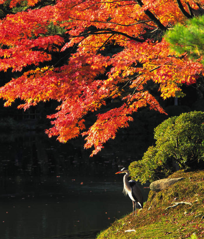 无人,站,竖图,室外,白天,侧面,旅游,度假,秋季,鸟,叶子,日本,亚洲,阴影,光线,苍鹭,鸟类,影子,绿叶,注视,娱乐,一只,红色,绿色,阳光,观察,看,站着,享受,休闲,嫩叶,放松,观看,察看,关注,东亚,本州,本州岛,日本国,石川,石川县,中部地方,灰鹳,叶,叶片,秋,秋天,站立,彩图,全身