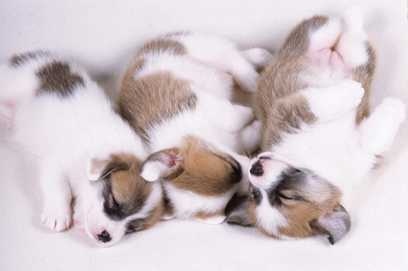 无人,躺,闭眼,睡,横图,俯视,室内,白天,白色背景,宠物,狗,柯基犬,威尔士柯基犬,排列,动物,可爱,摄影,影棚,三条,牧羊犬,队列,忠诚,彭布罗克柯基犬,彭布罗克威尔士柯基犬,卧着,犬,闭眼睛,闭着眼,闭着眼睛,困,困觉,寝息,睡觉,躺着,卧,彩图,高角度拍摄,全身,影棚拍摄,拍摄