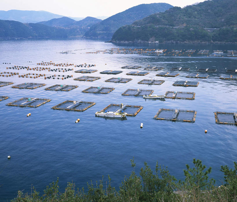 无人,横图,俯视,室外,白天,旅游,度假,养殖场,海浪,海洋,美景,山,爱媛县,日本,亚洲,一排,阴影,整齐,光线,影子,景观,浪花,山峰,山峦,娱乐,排列,阳光,自然,海水,享受,休闲,景色,放松,渔网,渔具,队列,抓捕,自然风光,捕捞,鱼网,海景,东亚,拉网,捕捞工具,日本国,爱媛,四国地方,四国,四国岛,大海,风浪,海,海水的波动,近岸浪,涌浪,彩图,高角度拍摄