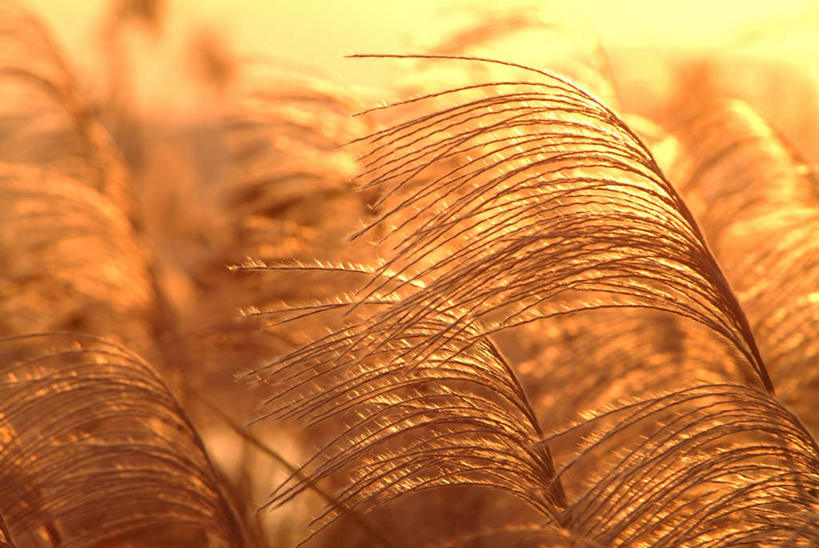 无人,横图,室外,特写,白天,正面,旅游,度假,美景,植物,静物,秋田县,日本,亚洲,阴影,枯萎,光线,影子,景观,枯草,娱乐,草,黄色,阳光,自然,享受,休闲,景色,放松,自然风光,东亚,本州,本州岛,日本国,秋田,东北地方,彩图