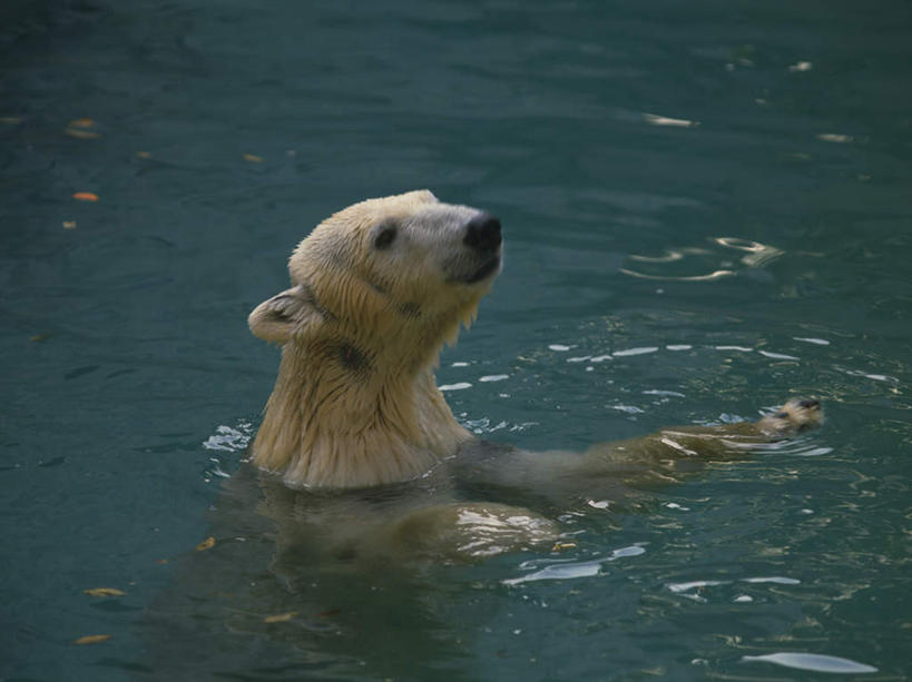 无人,站,横图,室外,白天,正面,河流,水,北极熊,野生动物,熊,北海道,日本,亚洲,阴影,光线,影子,河水,水流,一只,阳光,动物,站着,可爱,活泼,凶猛,东亚,日本国,北海道地方,北海道岛,残暴,凶残,白熊,抬头,仰头,站立,半身,彩图