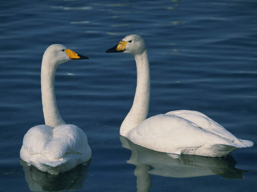 游泳,无人,横图,室外,白天,湖,湖泊,水,鸟,野生动物,天鹅,北海道,日本,亚洲,鸟类,湖面,水流,水面,注视,背面,动物,湖水,观察,看,两只,可爱,观看,察看,关注,东亚,日本国,北海道地方,北海道岛,鹄,彩图,全身