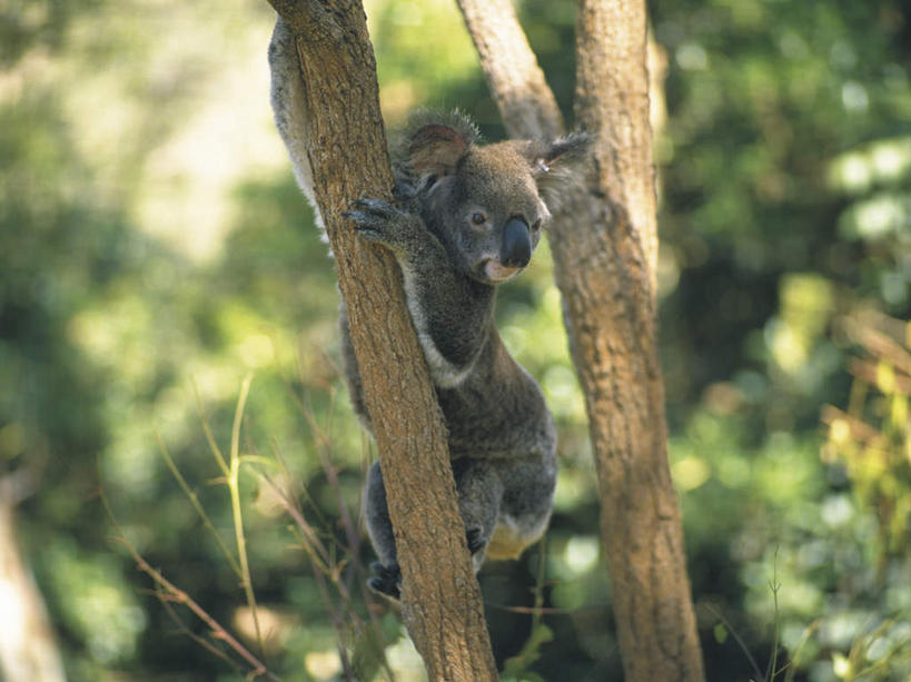 无人,抱,横图,室外,白天,侧面,植物,哺乳动物,野生动物,阴影,光线,影子,注视,树,树干,树木,一只,绿色,阳光,自然,动物,观察,看,可爱,活泼,生长,成长,抱着,观看,察看,搂着,关注,树袋熊,考拉,无尾熊,可拉熊,搂,搂抱,彩图,全身