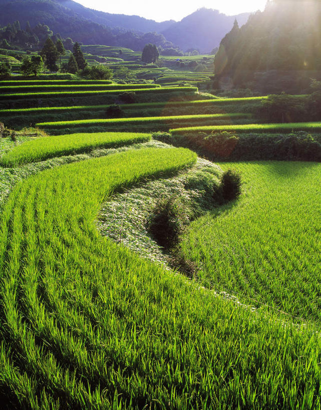 无人,农田,竖图,俯视,室外,白天,旅游,度假,庄稼,梯田,农作物,美景,山,山脉,日本,亚洲,曲折,弯曲,景观,山峰,山峦,娱乐,自然,群山,享受,休闲,景色,放松,蜿蜒,自然风光,东亚,日本国,九州本岛,九州,九州岛,佐贺,佐贺县,九州地方,彩图,高角度拍摄,耕地,庄稼田