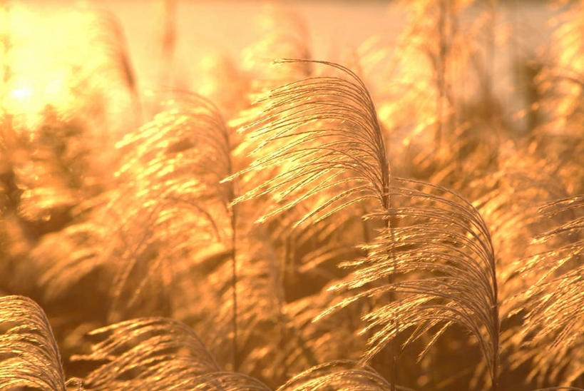 无人,横图,室外,白天,正面,旅游,度假,美景,植物,日本,亚洲,阴影,枯萎,朦胧,模糊,光线,影子,景观,枯草,芒草,娱乐,草,黄色,阳光,自然,享受,休闲,景色,放松,自然风光,东亚,五节芒,日本国,管草,管芒,寒芒,彩图