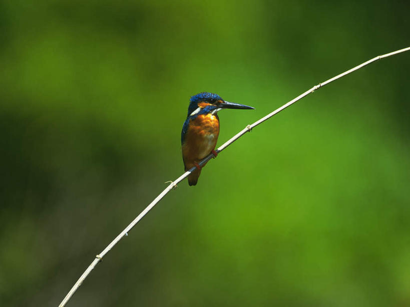 无人,站,横图,室外,白天,正面,翠鸟,鸟,朦胧,模糊,鸟类,注视,树枝,一只,观察,看,站着,观看,察看,关注,鱼虎,鱼狗,大翠鸟,站立,彩图,全身