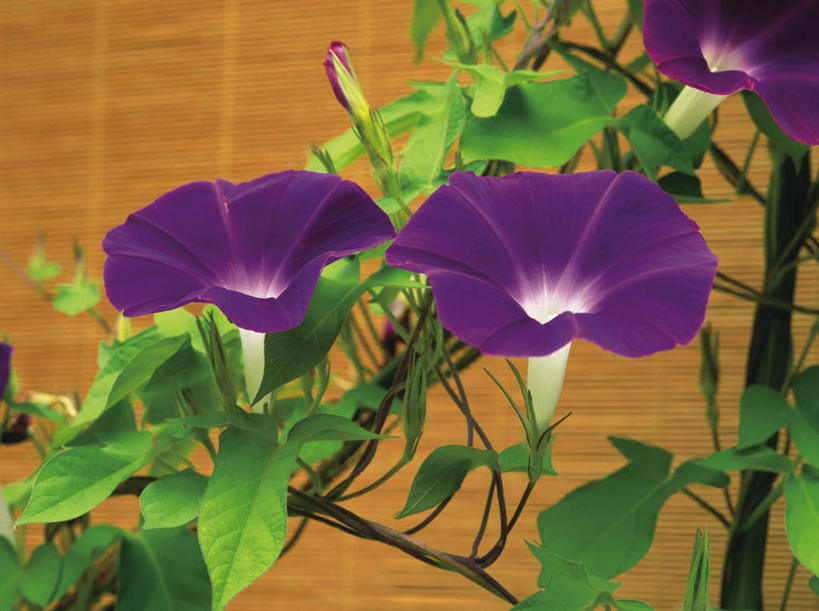 无人,横图,室外,特写,白天,正面,爱情,美景,植物,喇叭花,叶子,三朵,盛开,景观,绿叶,花,花瓣,花朵,花卉,鲜花,紫色,自然,花蕊,嫩叶,百叶帘,景色,虚幻,自然风光,永恒,牵牛,牵牛子,勤娘子,碧冬茄,朝颜花,灵芝牡丹,冷静,牵牛花,叶,叶片,彩图