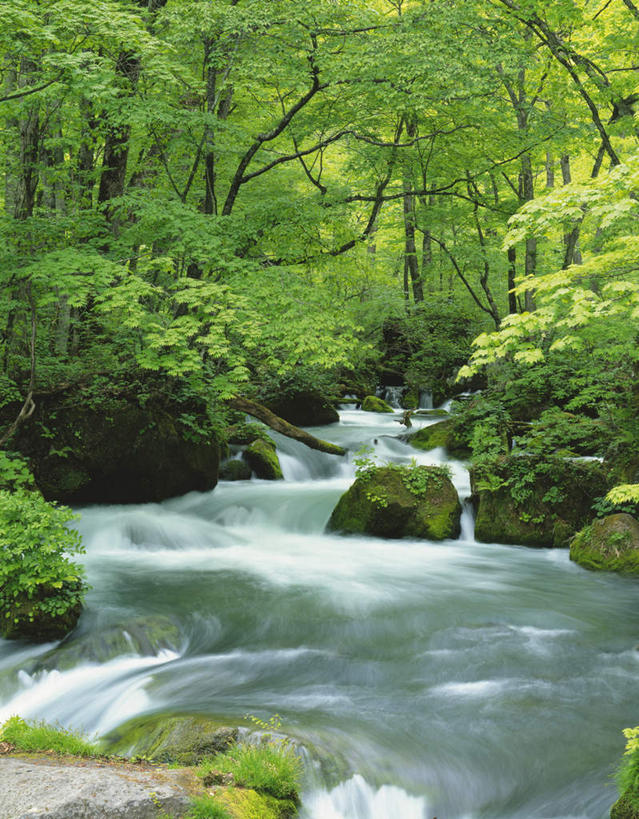 无人,公园,竖图,室外,白天,正面,旅游,度假,河流,石头,美景,森林,树林,水,植物,日本,亚洲,石子,河水,景观,水流,娱乐,树,树木,绿色,小溪,自然,溪水,享受,休闲,景色,放松,生长,成长,自然风光,东亚,本州,本州岛,日本国,青森,青森县,东北地方,十和田八幡平国立公园,国立公园,石块,岩石,彩图