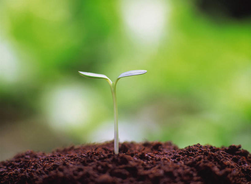 无人,横图,俯视,室外,特写,白天,旅游,度假,草地,草坪,美景,植物,一片,朦胧,模糊,景观,泥土,萌芽,娱乐,幼苗,草,绿色,自然,享受,休闲,景色,放松,成长,希望,自然风光,彩图,高角度拍摄