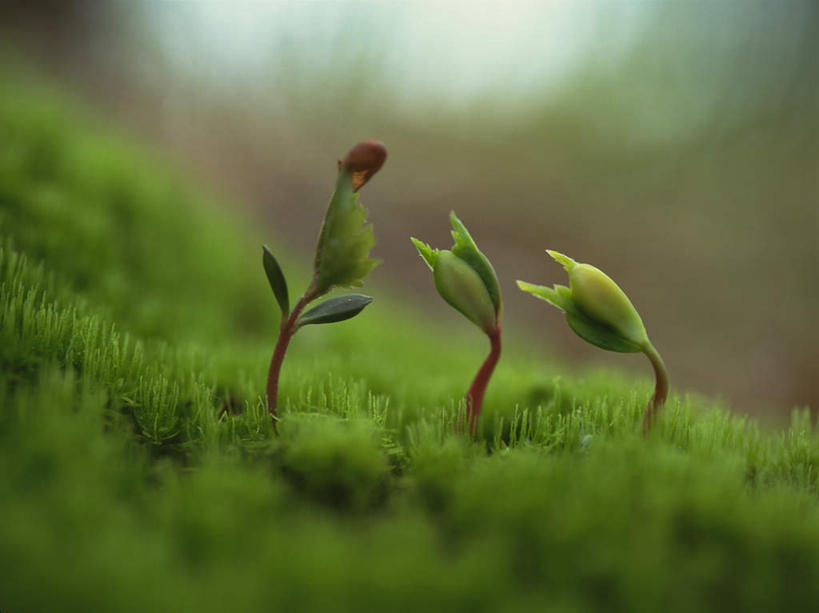 无人,横图,室外,特写,白天,正面,旅游,度假,美景,植物,叶子,阴影,朦胧,模糊,光线,影子,景观,绿叶,萌芽,娱乐,树,树木,树枝,三个,绿色,阳光,自然,嫩芽,享受,休闲,嫩叶,景色,放松,生长,成长,希望,自然风光,叶,叶片,彩图