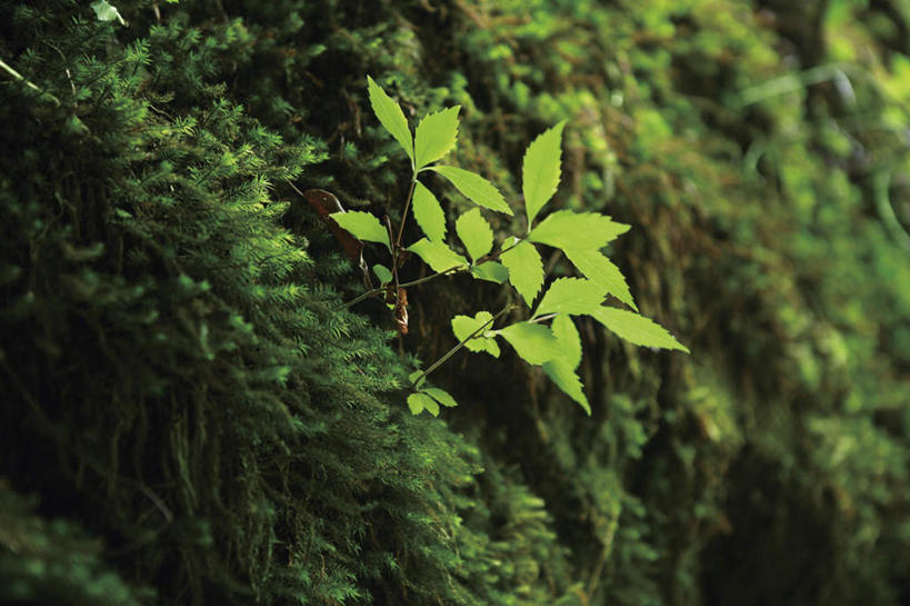 无人,横图,室外,特写,白天,正面,旅游,度假,美景,植物,叶子,鹿儿岛,日本,亚洲,景观,绿叶,苔藓,娱乐,绿色,自然,享受,休闲,嫩叶,景色,放松,自然风光,东亚,日本国,九州本岛,九州,九州岛,九州地方,鹿儿岛县,叶,叶片,彩图