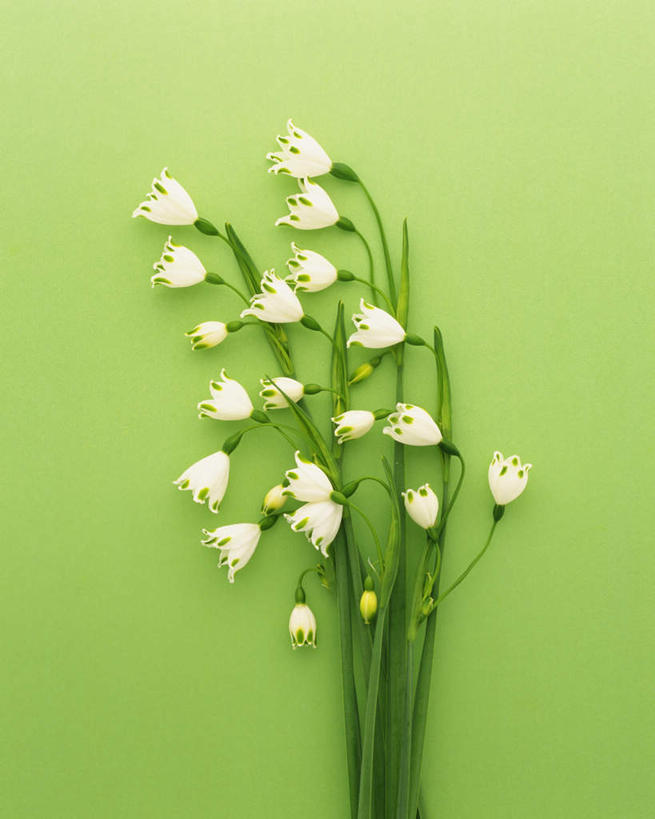 无人,竖图,俯视,室内,特写,白天,美景,植物,许多,绿色背景,盛开,景观,花,花瓣,花朵,花卉,鲜花,白色,自然,花蕊,景色,摄影,影棚,新生,自然风光,雪花莲,雪片莲,生日花,彩图,高角度拍摄,影棚拍摄,拍摄