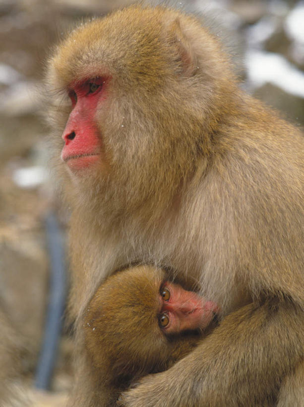 无人,母亲,儿子,坐,抱,竖图,室外,白天,正面,温泉,雾,野生动物,猴子,长野县,日本,沸腾,朦胧,模糊,蒸汽,水蒸气,雾气,注视,动物,观察,看,两只,温暖,母子,可爱,母爱,泉水,活泼,温和,抱着,观看,气体,察看,搂着,关注,本州,本州岛,日本国,中部地方,长野,蒸发,地热,搂,搂抱,坐着,半身,彩图,地狱谷,地狱谷温泉,地狱谷野猿公苑
