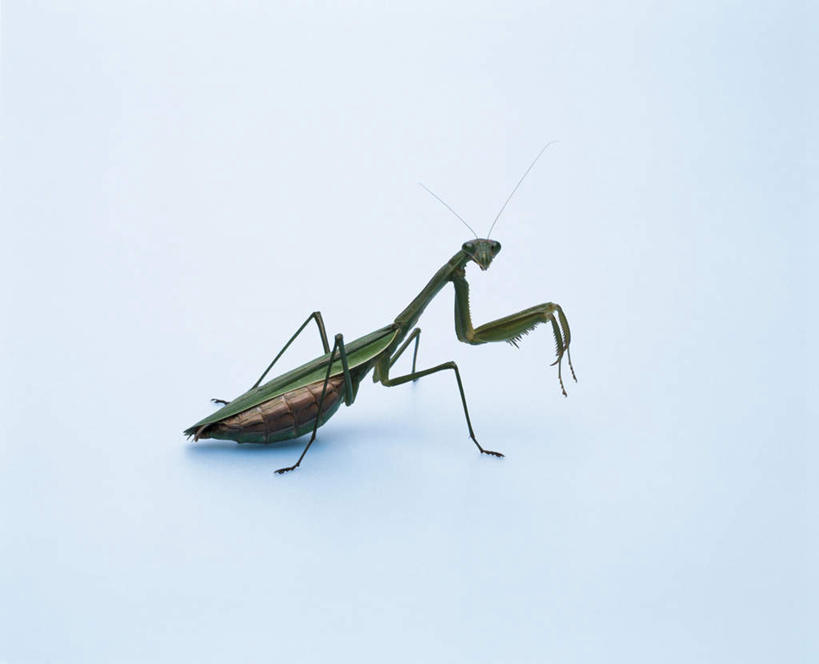 无人,横图,俯视,室内,特写,白天,白色背景,昆虫,螳螂,注视,一只,动物,观察,看,趴着,摄影,影棚,观看,察看,关注,刀螂,益虫,大刀螂,趴,彩图,高角度拍摄,全身,影棚拍摄,拍摄