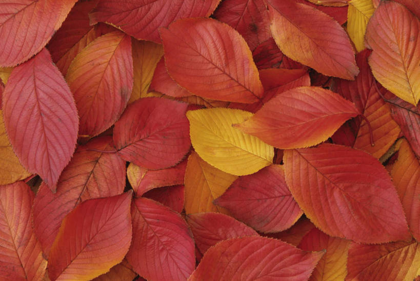 无人,横图,俯视,室内,特写,白天,旅游,度假,美景,秋季,叶子,许多,覆盖,堆叠,景观,枯叶,落叶,娱乐,黄色,红色,自然,享受,休闲,景色,放松,堆,自然风光,遮盖,笼罩,笼盖,叶,叶片,秋,秋天,彩图,高角度拍摄