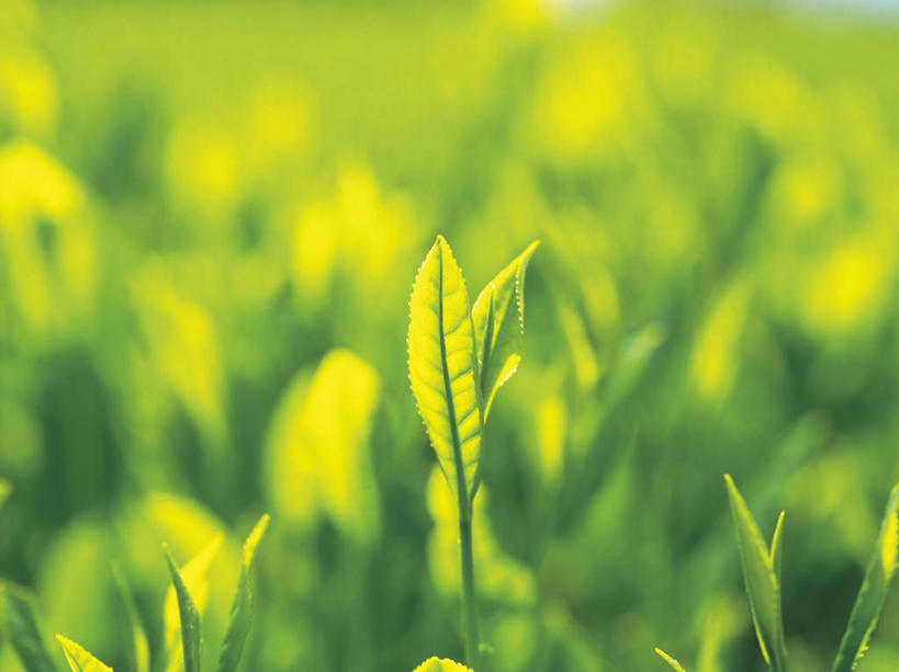 无人,横图,室外,特写,白天,正面,旅游,度假,美景,植物,叶子,许多,阴影,朦胧,模糊,光线,纹理,影子,景观,茶叶,绿叶,娱乐,茶园,树,树木,绿色,阳光,自然,享受,休闲,嫩叶,景色,放松,生长,成长,茶树,自然风光,肌理,叶,叶片,叶脉,彩图