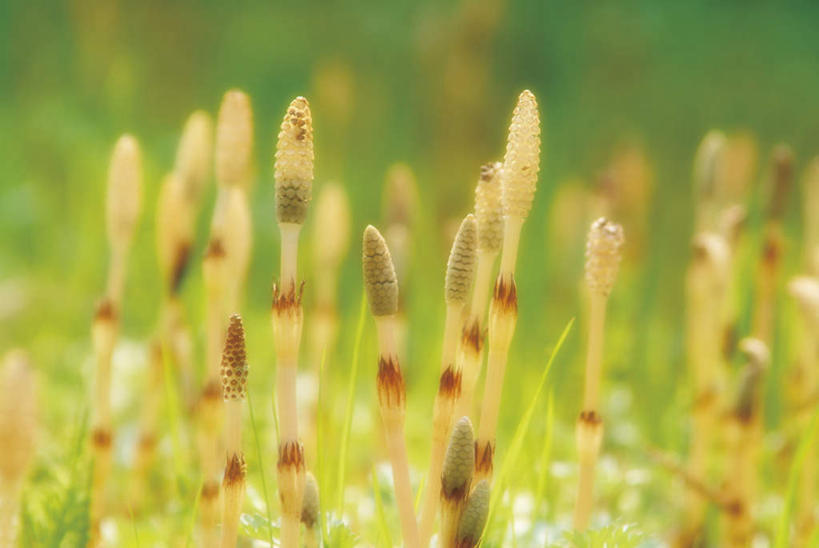 无人,横图,室外,特写,白天,正面,旅游,度假,美景,植物,许多,枯萎,朦胧,模糊,景观,枯草,娱乐,草,黄色,自然,享受,休闲,景色,放松,自然风光,问荆,接续草,公母草,搂接草,空心草,马蜂草,猪鬃草,黄蚂草,节节草,接骨草,彩图