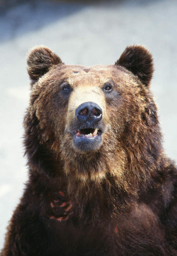 脸,头,脸颊,无人,坐,竖图,室外,特写,白天,正面,野生动物,熊,一头,阴影,光线,影子,注视,阳光,动物,观察,看,观看,察看,关注,凶猛,残暴,凶残,头部,脸部,脸蛋,面部,棕熊,马熊,坐着,半身,彩图