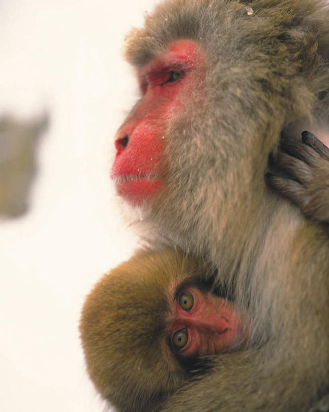 无人,母亲,儿子,坐,抱,竖图,室外,特写,白天,侧面,温泉,野生动物,猴子,长野县,日本,朦胧,模糊,注视,动物,观察,看,两只,母子,可爱,母爱,活泼,抱着,观看,察看,搂着,关注,猕猴,日本猕猴,本州,本州岛,日本国,中部地方,长野,搂,搂抱,坐着,半身,彩图,地狱谷,地狱谷温泉,地狱谷野猿公苑