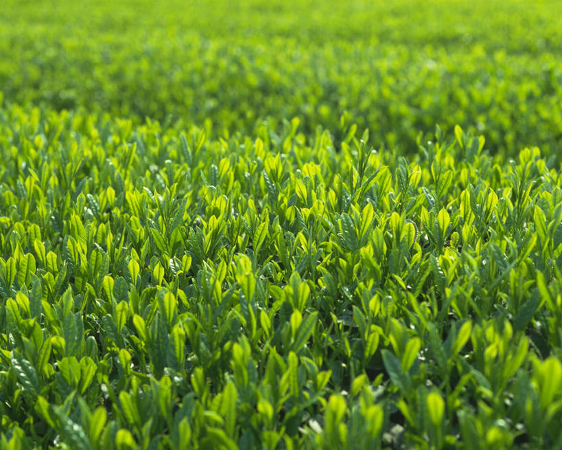 无人,横图,室外,特写,白天,正面,旅游,度假,幸福,美景,茶,叶子,阴影,光线,影子,景观,茶叶,娱乐,绿色,阳光,自然,享受,休闲,温馨,景色,放松,乐趣,提神,舒适,自然风光,醒脑,叶,叶片,彩图