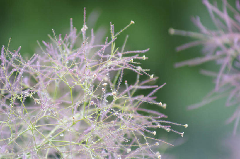 无人,横图,室外,特写,白天,正面,旅游,度假,花海,花圃,美景,植物,叶子,许多,朦胧,模糊,盛开,景观,绿叶,花蕾,娱乐,花,花瓣,花朵,花卉,鲜花,树,树木,绿色,紫色,自然,花丛,花田,花苞,花蕊,享受,休闲,嫩叶,景色,放松,生长,成长,自然风光,黄栌,美洲黄栌,叶,叶片,彩图