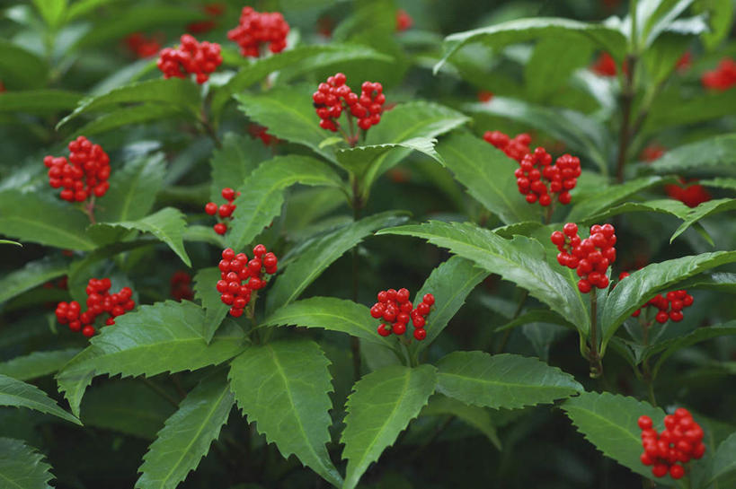 无人,横图,室外,特写,白天,正面,植物,叶子,绿叶,草药,药草,中药,红色,绿色,自然,嫩叶,生长,成长,药材,中草药,接骨木,中药材,本草,草珊瑚,接骨金粟兰,九节茶,九节风,九节花,肿节风,竹节茶,叶,叶片,彩图