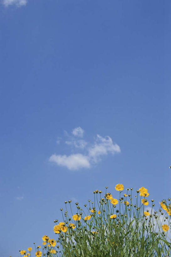 无人,竖图,室外,白天,仰视,旅游,度假,花海,花圃,美景,植物,叶子,日本,亚洲,许多,盛开,景观,云,云朵,绿叶,花蕾,云彩,娱乐,花,花瓣,花朵,花卉,鲜花,黄色,蓝色,绿色,白云,蓝天,天空,自然,花丛,花田,天,花苞,花蕊,享受,休闲,嫩叶,菊花,景色,放松,生长,晴朗,成长,自然风光,东亚,本州,本州岛,日本国,中部地方,山梨,山梨县,金鸡菊,小波斯菊,金钱菊,孔雀菊,叶,叶片,晴空,彩图,低角度拍摄