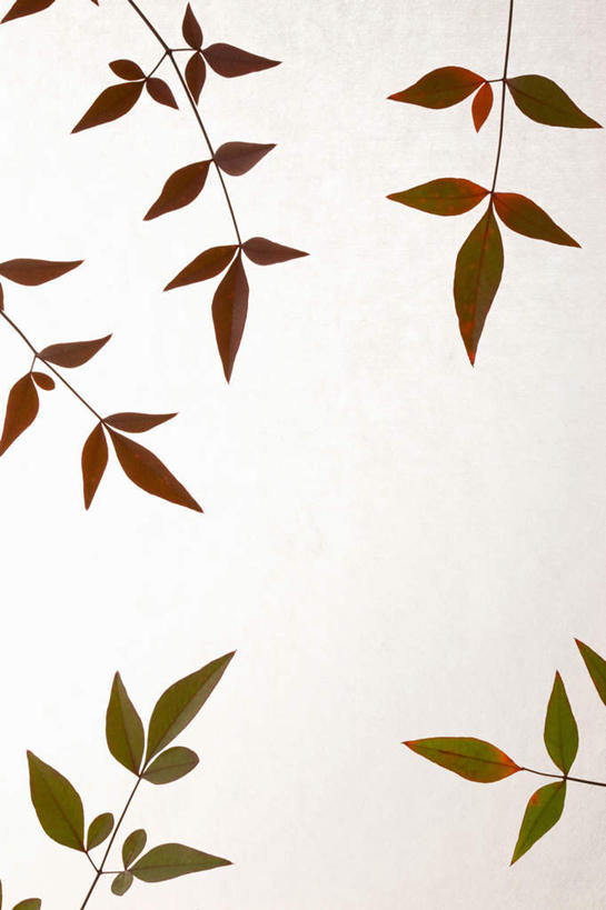 无人,竖图,俯视,室内,特写,白天,白色背景,秋季,桌面,桌子,叶子,许多,木制,绿叶,黄色,红色,绿色,木制品,摄影,影棚,枝叶,叶,叶片,秋,秋天,彩图,高角度拍摄,影棚拍摄,拍摄