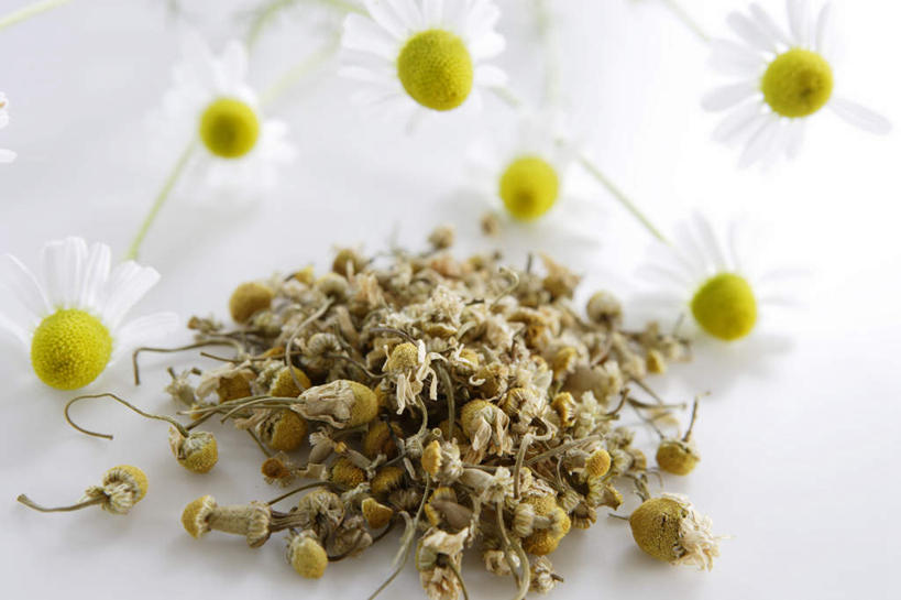 无人,横图,俯视,室内,特写,白天,白色背景,茶,桌面,桌子,一堆,许多,阴影,堆叠,堆积,朦胧,模糊,盛开,反射,木制,影子,茶叶,洋甘菊,花蕾,花,花瓣,花朵,鲜花,木制品,花茶,花苞,花蕊,活力,力量,摄影,影棚,堆,花草茶,坚强,交往,母菊,香花茶,香片,熏花茶,和好,彩图,高角度拍摄,影棚拍摄,拍摄