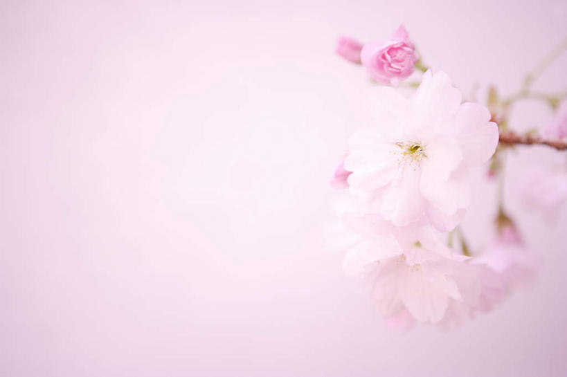 无人,横图,室外,特写,白天,正面,幸福,纯洁,樱花,许多,朦胧,模糊,盛开,枝干,花蕾,花,花瓣,花朵,鲜花,粉色,花苞,花蕊,等待,生命,仙樱花,福岛樱,青肤樱,高尚,热烈,荆桃,彩图